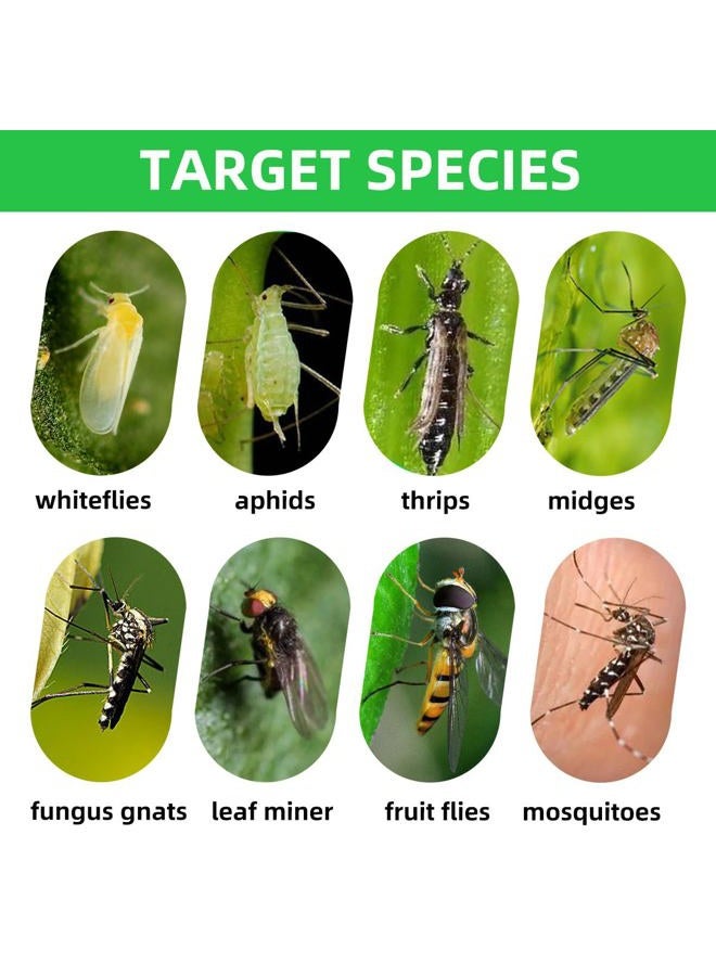Greenkeeper 36 Pcs Sticky Traps for Fruit Fly, Whitefly, Fungus Gnat, Mosquito and Bug, Yellow Sticky Insect Catcher Traps for Indoor/Outdoor/Kitchen, Extremely Sticky Fly Trap, Non-Toxic, 4 Shapes - Image 4
