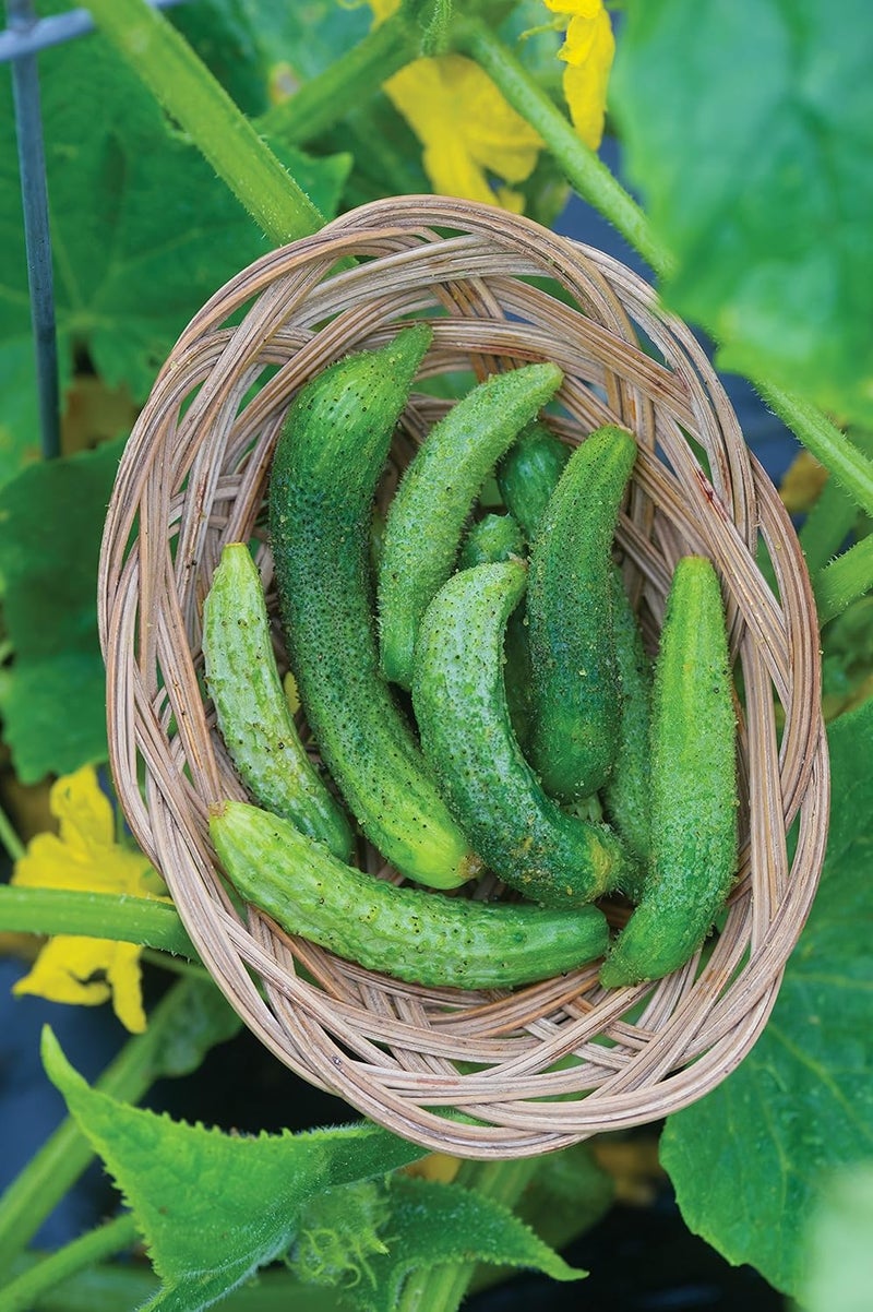 Burpee Parisian Cucumber Seeds 30 seeds - Image 2
