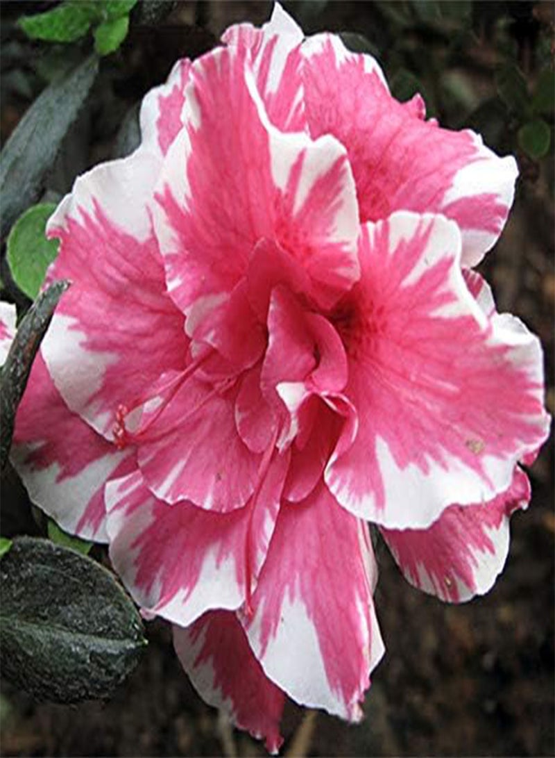 GGOOT 2 Desert Rose Flower Seeds