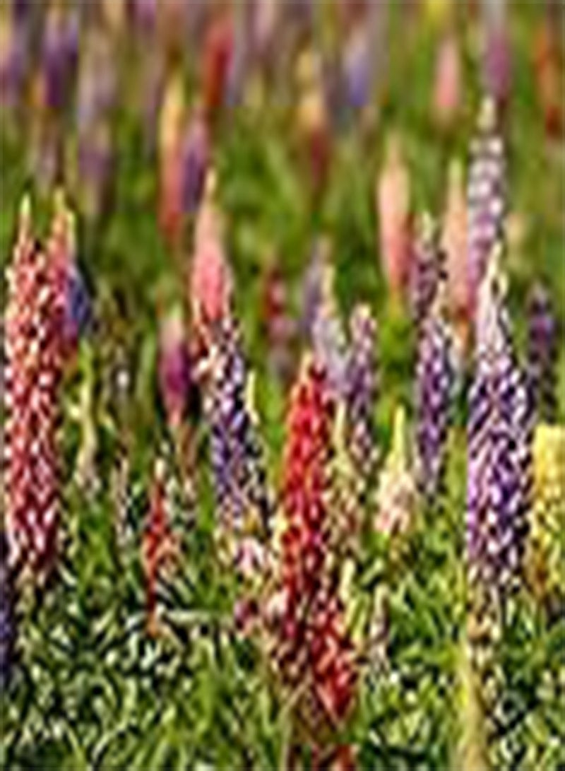 GGOOT Lupin Russell Special Mixed Seeds - 'Lupinus polyphyllus' - 16 Organic Flower Seeds