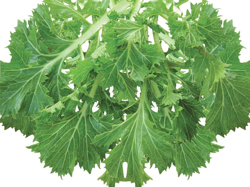 Burpee Mizuna Mustard Seeds 1000 seeds - Image 1