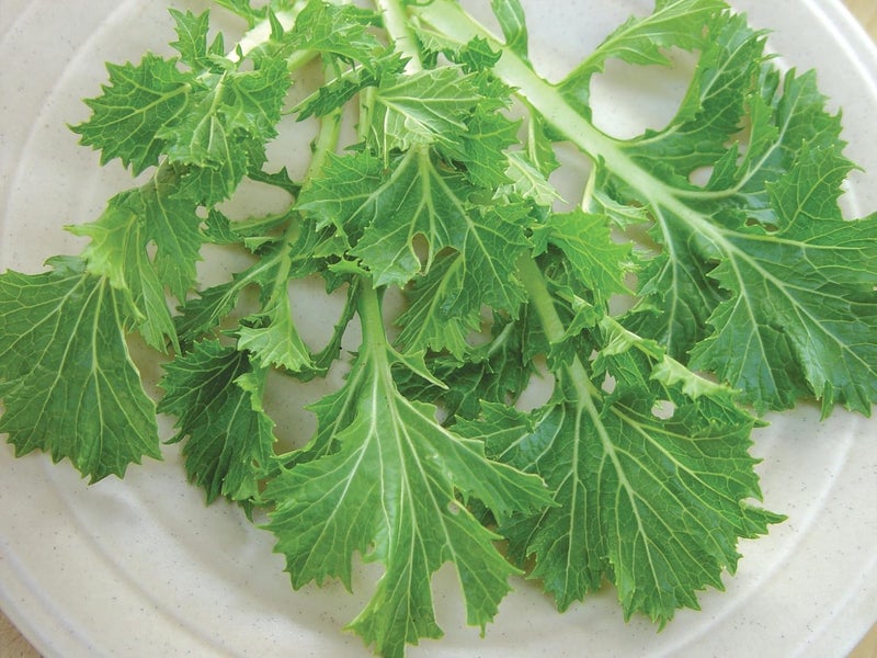 Burpee Mizuna Mustard Seeds 1000 seeds - Image 2