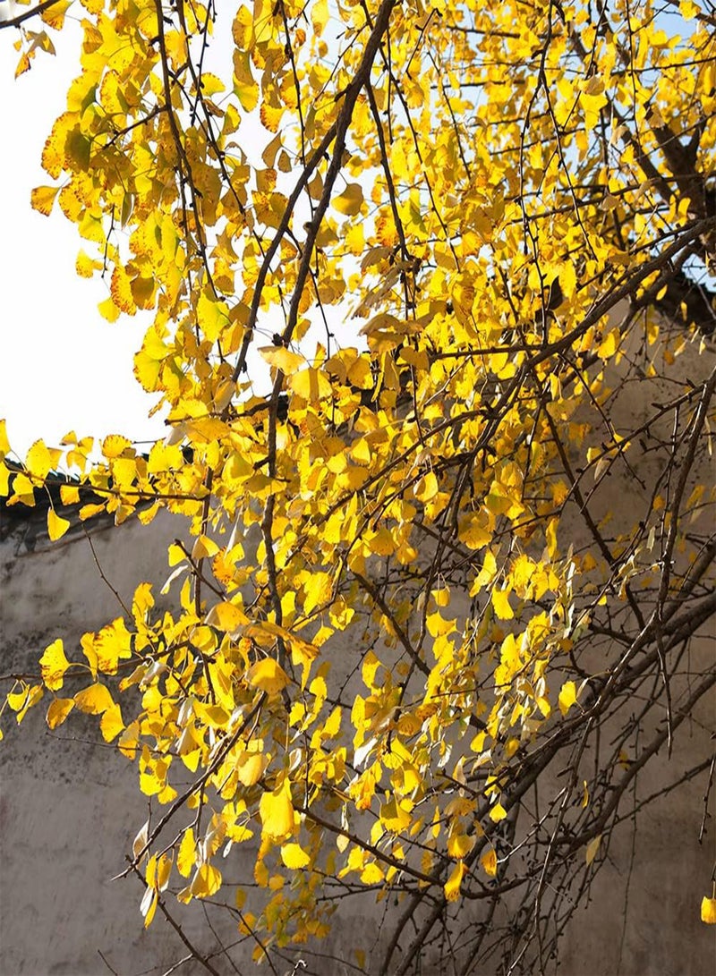 جي جوت 10 قطع من بذور الجينجو للزراعة الخارجية وأشجار المناظر الطبيعية وتخضير الطرق والديكور وزراعة الاهتمام بالزراعة وخلق بيئة جميلة - Image 2