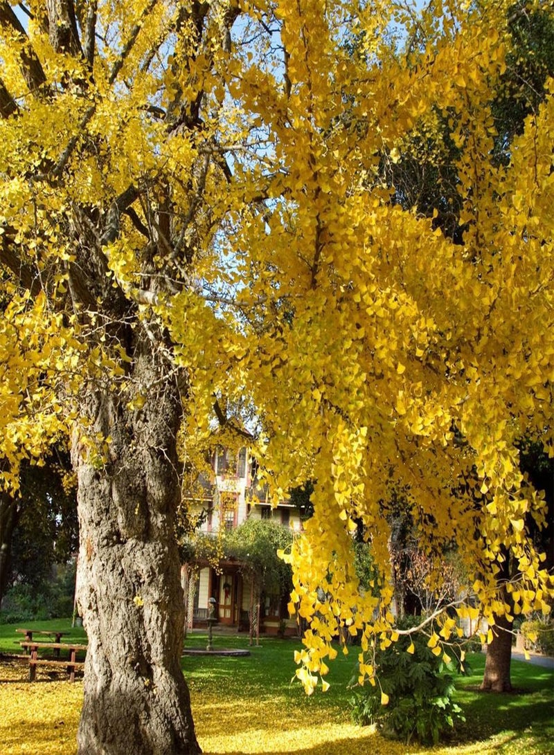 جي جوت 10 قطع من بذور الجينجو للزراعة الخارجية وأشجار المناظر الطبيعية وتخضير الطرق والديكور وزراعة الاهتمام بالزراعة وخلق بيئة جميلة - Image 1