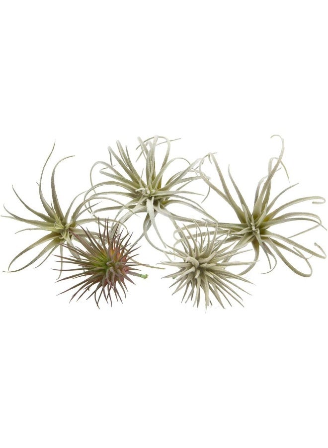 CHIVE Artificial Air Plants â€” Bulk Set of 5, Small â€” Ultra Realistic Fake Tillandsia Bromeliad Plants â€” Decorative Faux Succulents for Home & Office Decor â€” No Care Needed! - Image 2