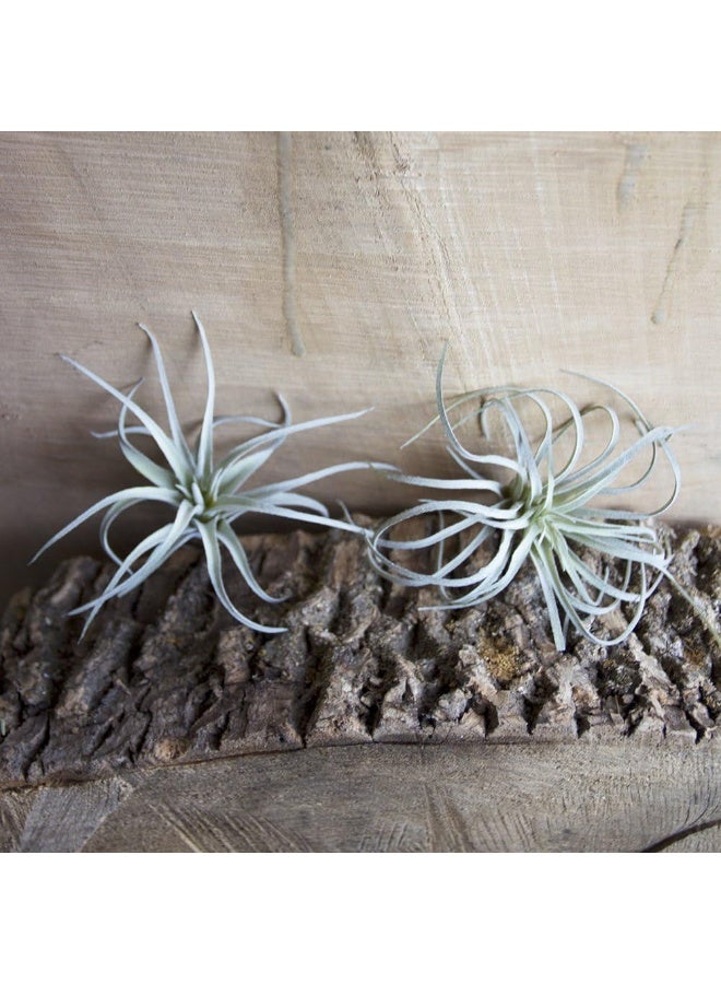 CHIVE Artificial Air Plants â€” Bulk Set of 5, Small â€” Ultra Realistic Fake Tillandsia Bromeliad Plants â€” Decorative Faux Succulents for Home & Office Decor â€” No Care Needed! - Image 5