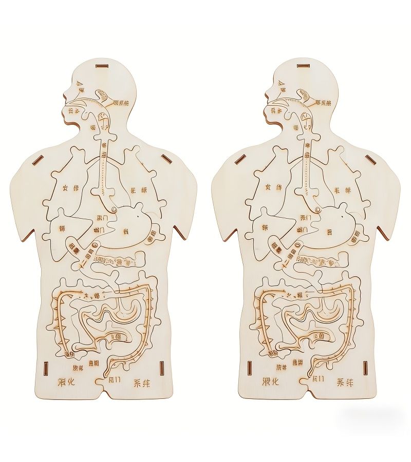 1 Pc Handmade Wooden Human Digestive System Model Science Education Craft DIY Kit Detachable Project For Creative Learning - Image 3