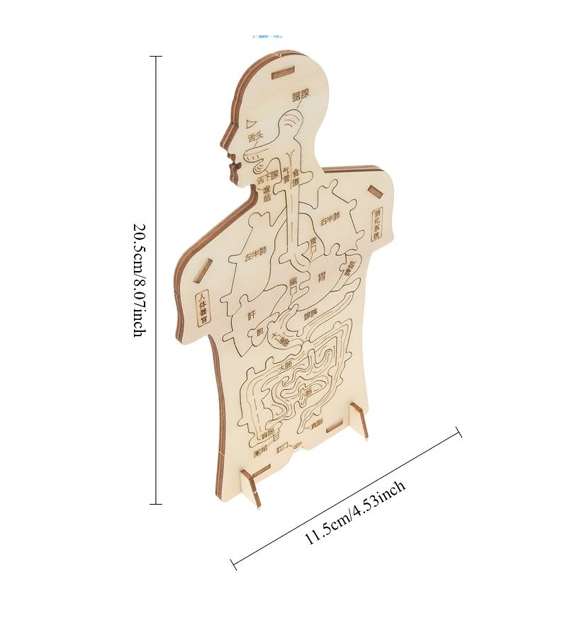 1 Pc Handmade Wooden Human Digestive System Model Science Education Craft DIY Kit Detachable Project For Creative Learning - Image 2
