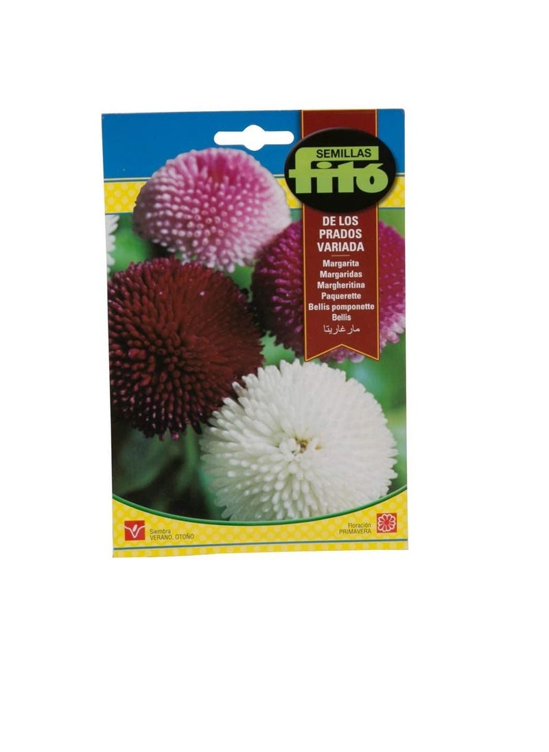 Fito Fito Semillas Bellis Pomponette Flower Seeds  - Image 2