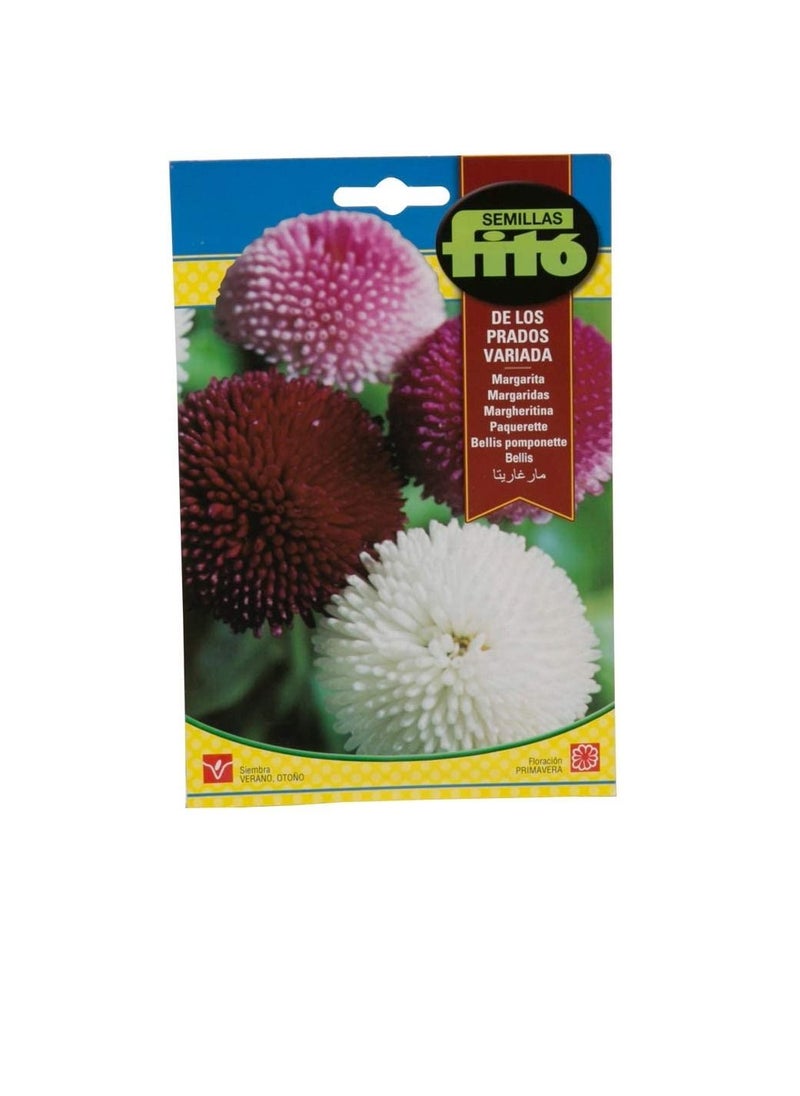 Fito Fito Semillas Bellis Pomponette Flower Seeds  - Image 3