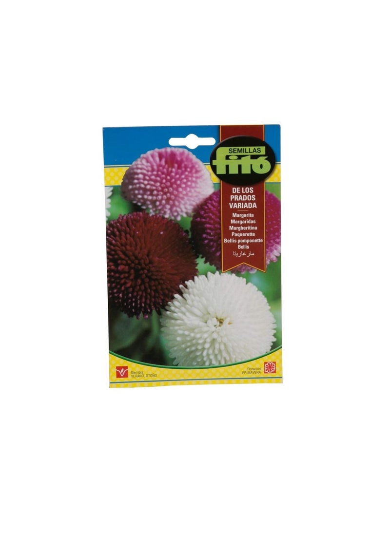 Fito Fito Semillas Bellis Pomponette Flower Seeds  - Image 1
