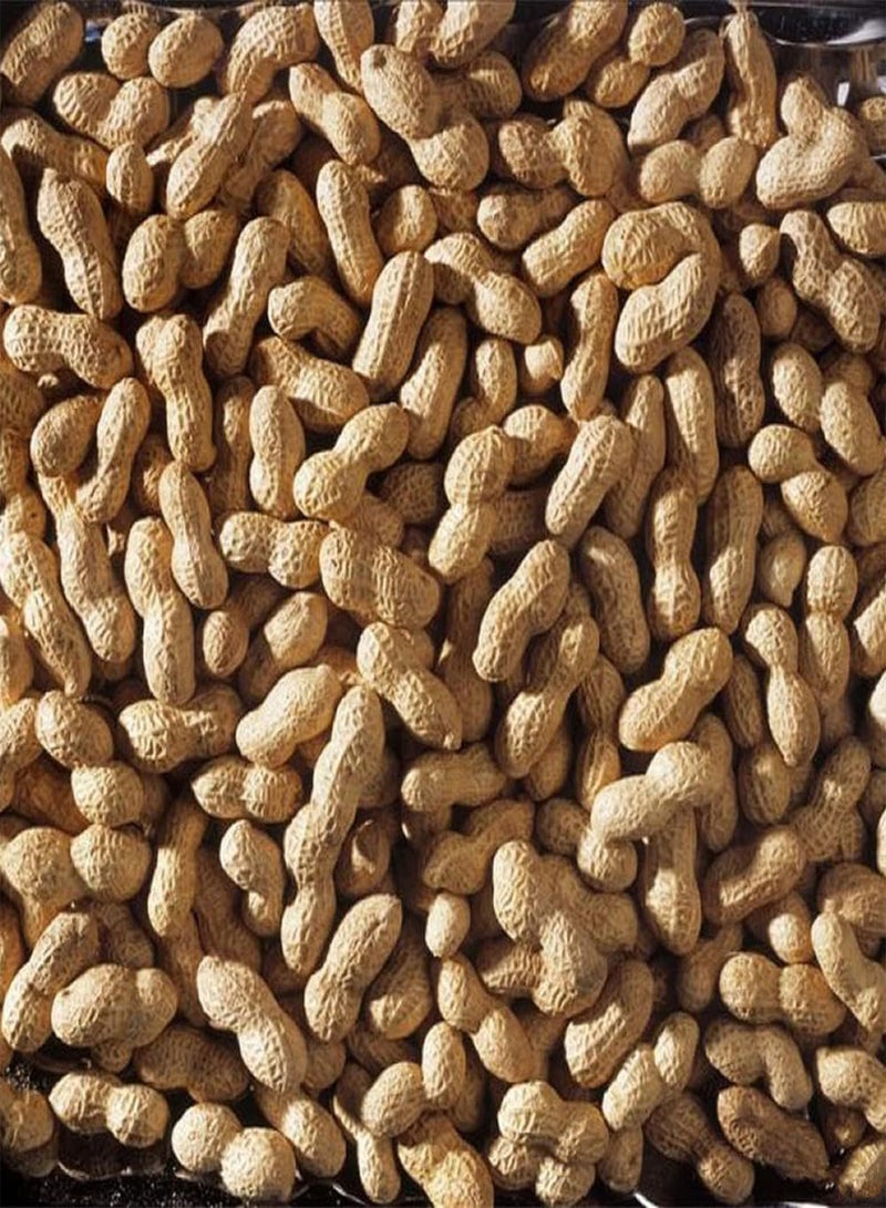 جي جوت 20 قطعة من بذور الفول السوداني عشبة سنوية نباتية نقية طبيعية سهلة الزراعة محصول طبيعي للبقاء سهل العناية استمتع بمتعة الحصاد - Image 2