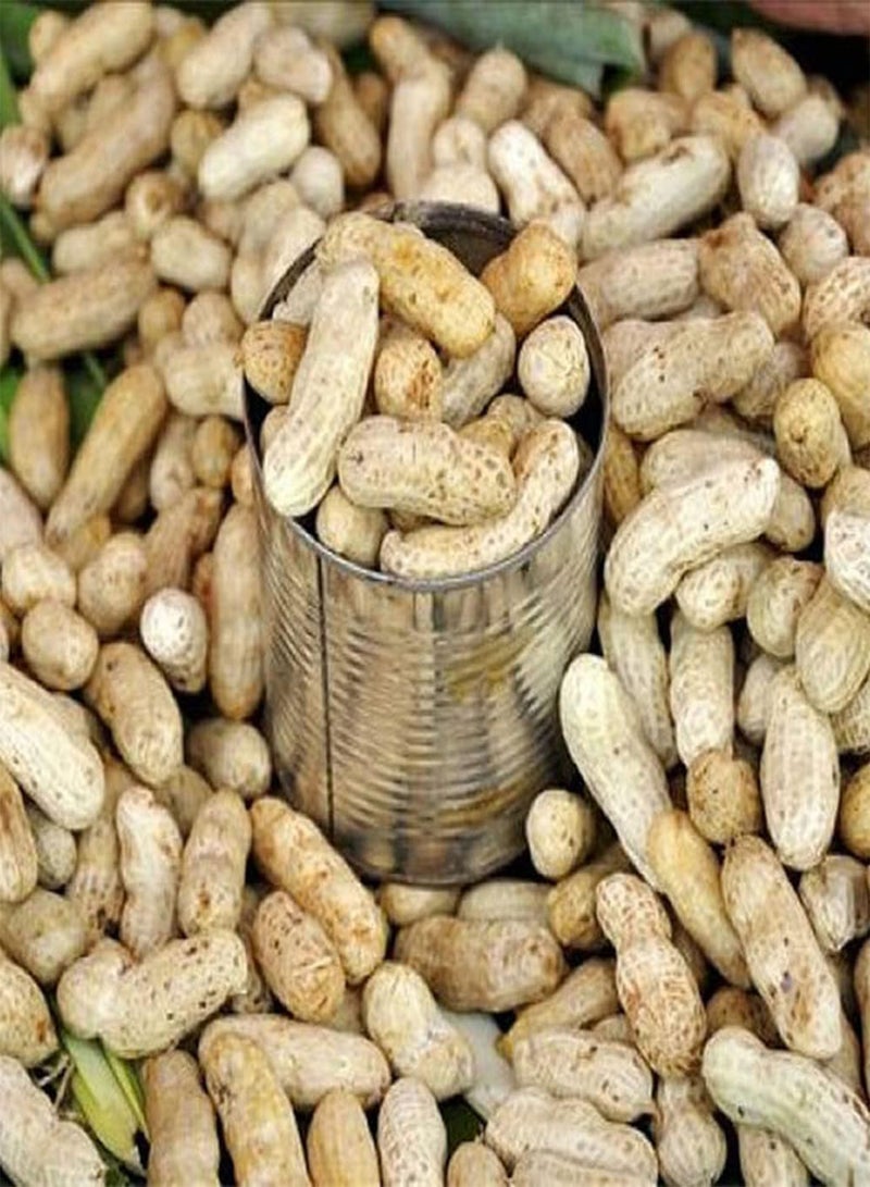 جي جوت 20 قطعة من بذور الفول السوداني عشبة سنوية نباتية نقية طبيعية سهلة الزراعة محصول طبيعي للبقاء سهل العناية استمتع بمتعة الحصاد - Image 1