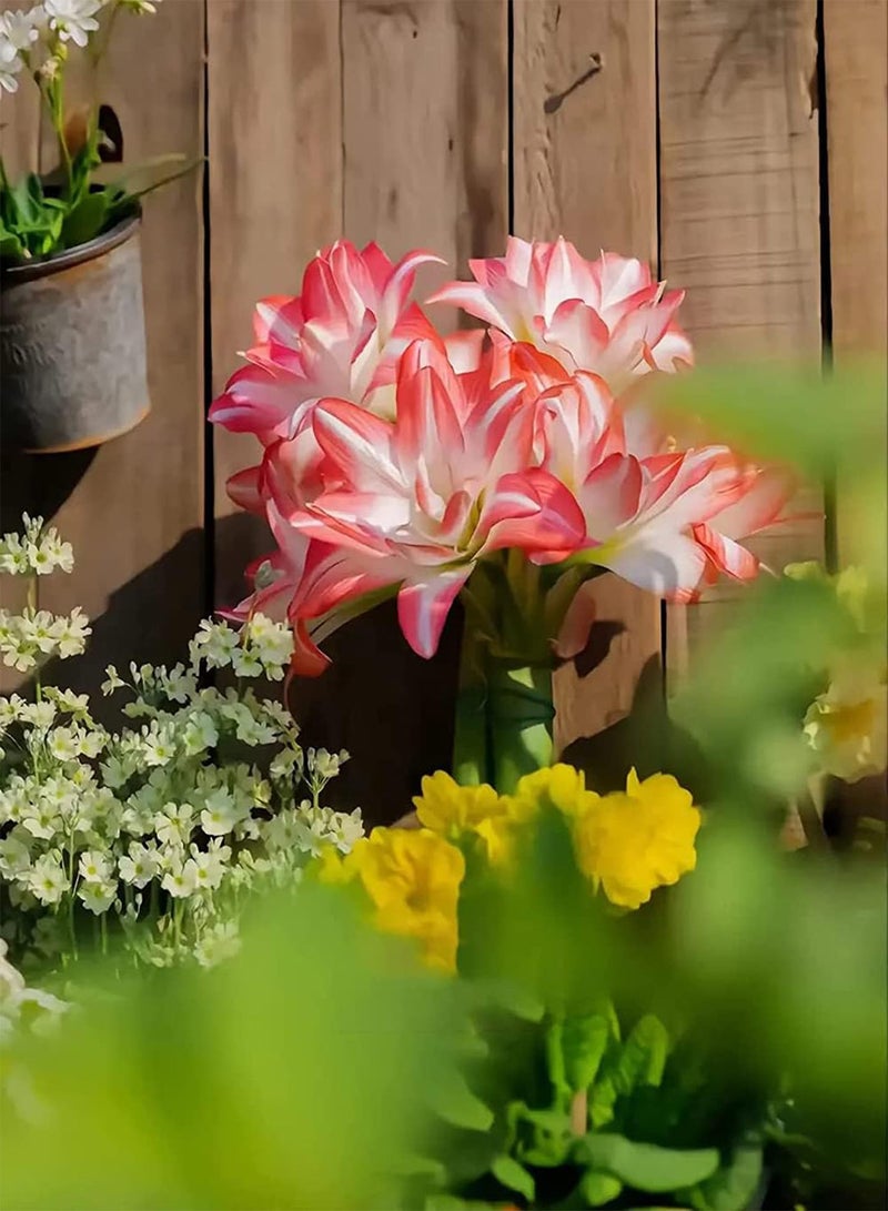 GGOOT 2Stück Amaryllis Zwiebeln in gemischten Farben schöne spektakuläre exotische Blumen geeignet für den Hausgarten Zum Anpflanzen ziehen Bienen Schmetterlinge an die von Menschen geliebt Werden Bringen - Image 1
