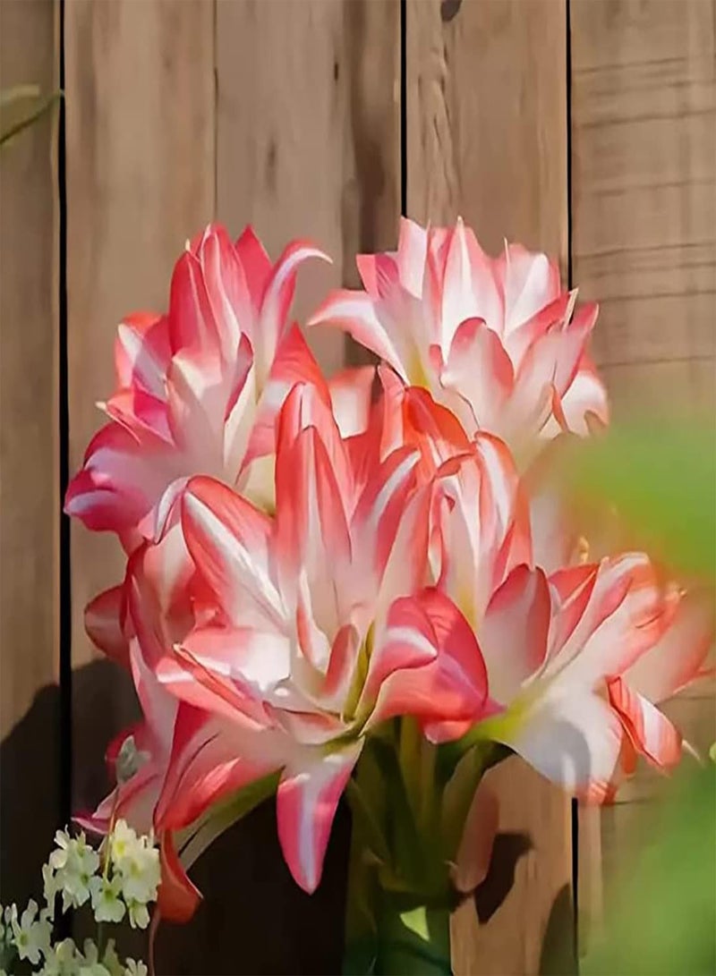 GGOOT 2Stück Amaryllis Zwiebeln in gemischten Farben schöne spektakuläre exotische Blumen geeignet für den Hausgarten Zum Anpflanzen ziehen Bienen Schmetterlinge an die von Menschen geliebt Werden Bringen - Image 2