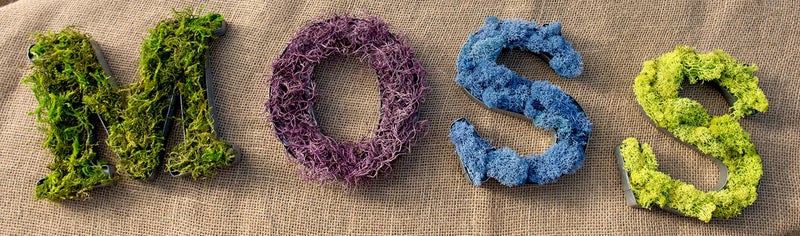 SuperMoss (25325) Forest Moss Preserved, Fresh Green, 3 Pounds - Image 3