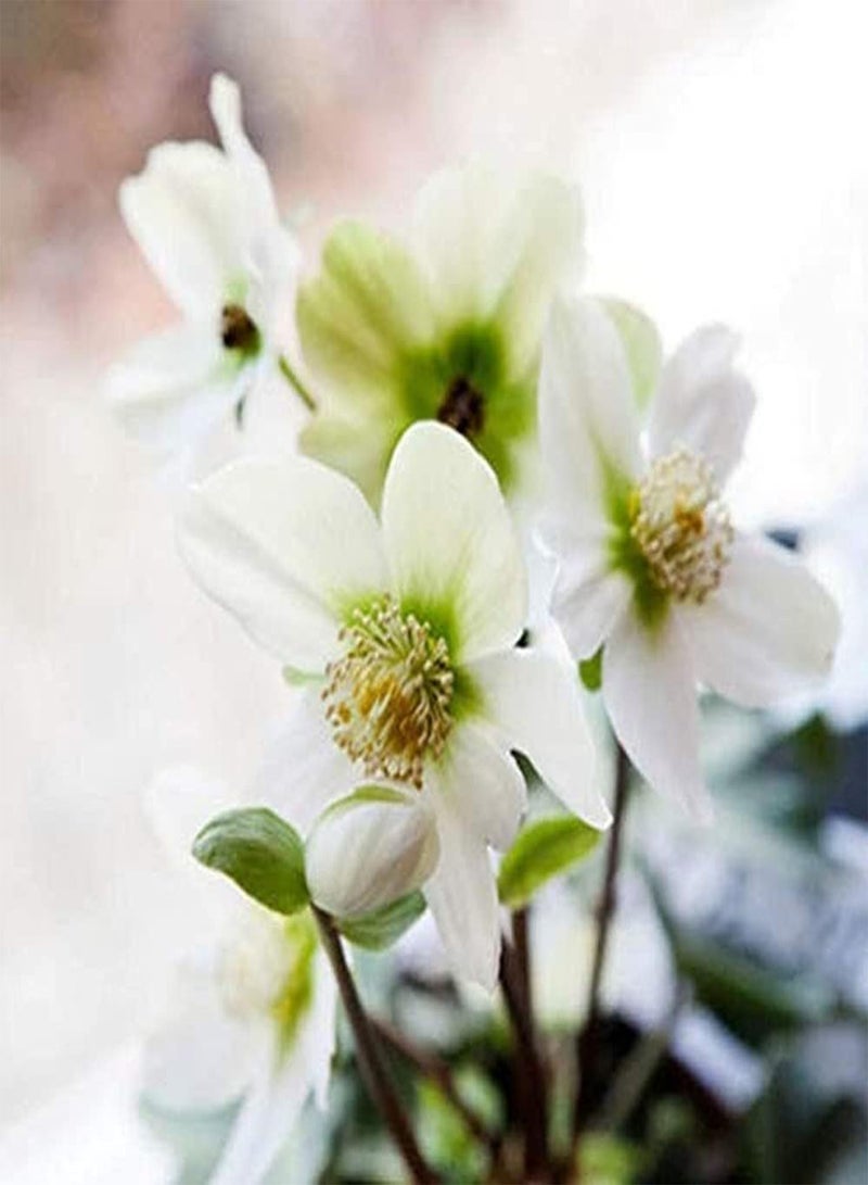 GGOOT 100Stück weiße Clematis Samen mehrjährige Strauchblumen kletterndes Wachstum gepflanzt im Gartenterrassenfeld einfache Kultivierung geeignet für Anfänger - Image 1