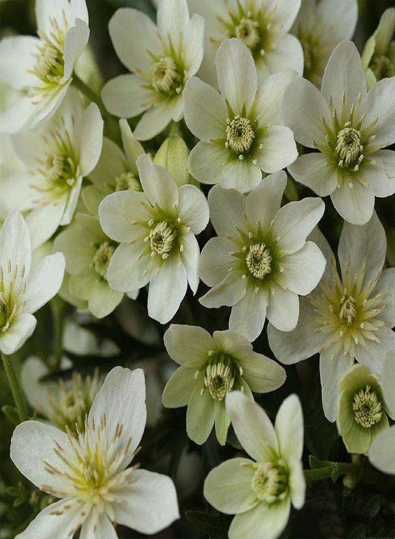 GGOOT 100Stück weiße Clematis Samen mehrjährige Strauchblumen kletterndes Wachstum gepflanzt im Gartenterrassenfeld einfache Kultivierung geeignet für Anfänger - Image 2