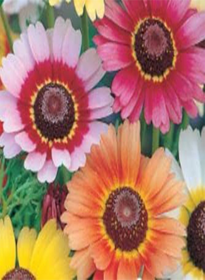 جي جوت عبوة واحدة من بذور زهرة الأقحوان قوس قزح المختلطة