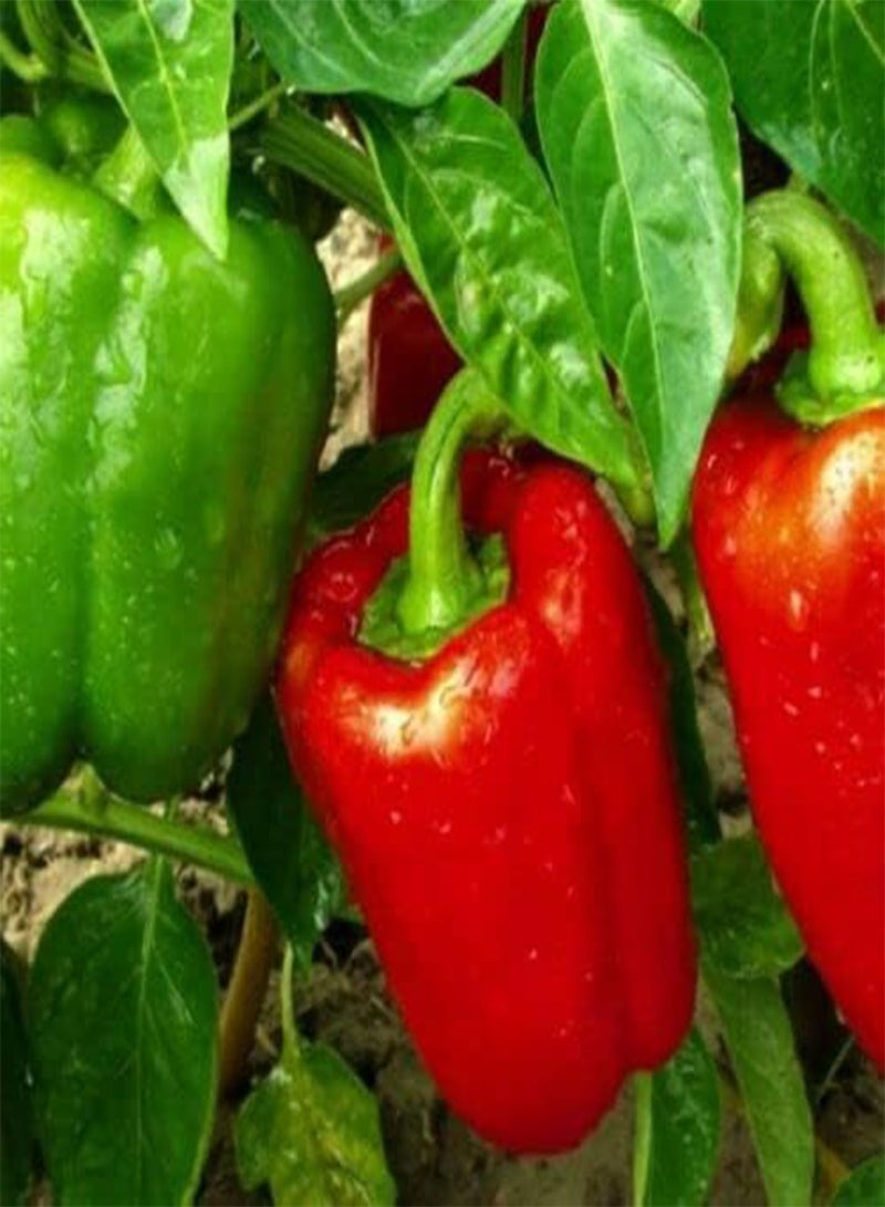 GGOOT Californian Wonder Bell Pepper - Capsicum Annuum 'California Wonder' Vegetable Seeds, As Known as Sweet Pepper Home Garden Planting by Heavy Torch, 40 Seeds - Image 2
