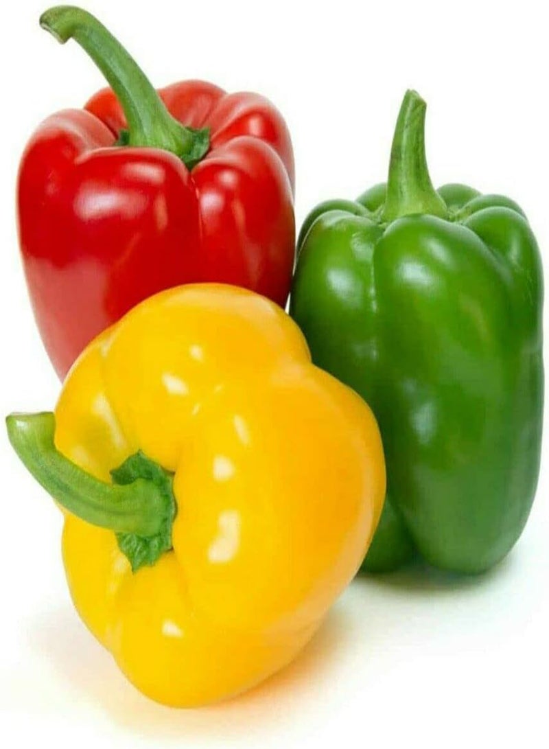 GGOOT Californian Wonder Bell Pepper - Capsicum Annuum 'California Wonder' Vegetable Seeds, As Known as Sweet Pepper Home Garden Planting by Heavy Torch, 40 Seeds - Image 1