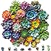 Mys Aurora Succulent Wooden Puzzles for Adults 200 Piece Unique Shaped Wood Jigsaw Puzzles for Adults and Kids Fun Challenging Puzzles Family Game Gift Medium 112 x 11 - Image 2