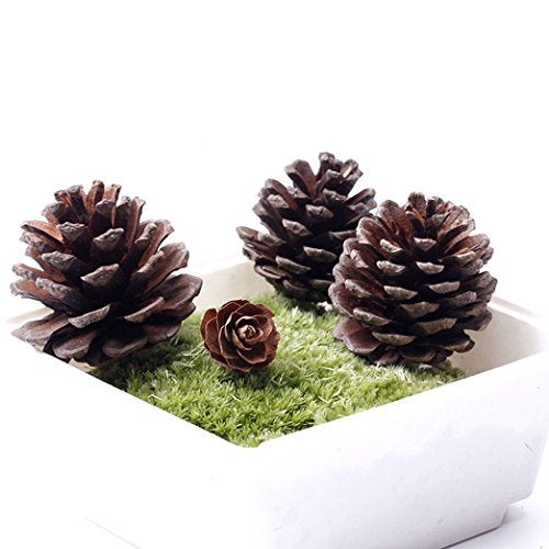 Yexpress Bulk Package of Natural Pinecones-24 Pack - Image 4