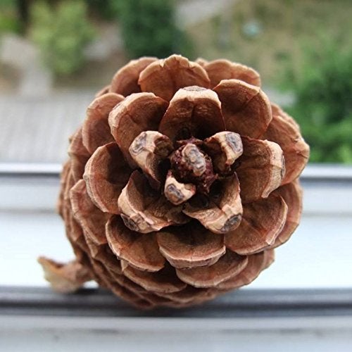 Yexpress Bulk Package of Natural Pinecones-24 Pack - Image 2