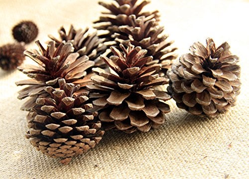 Yexpress Bulk Package of Natural Pinecones-24 Pack - Image 3