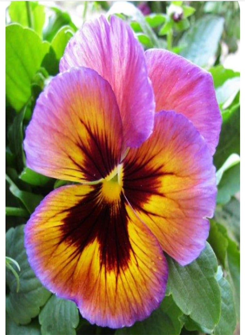 جي جوت بذور زهرة البانسيه المستوردة - مجموعة حديقة المنزل، هدية زهرة، عشبة معمرة، حديقة موروثة، بذور زهرة جميلة للغاية، تُجمل البيئة، نباتات عطرية - 500 قطعة - Image 1