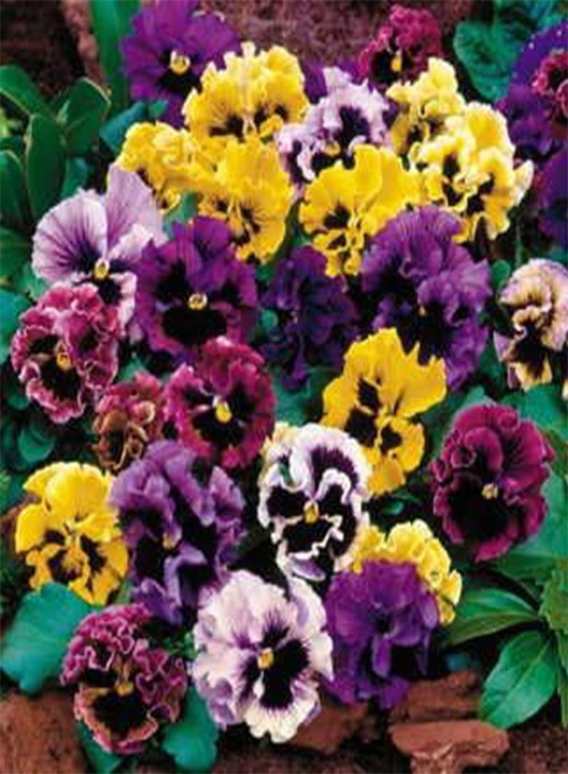 GGOOT Flirty Skirts Mix Pansy Seeds, Pack of 25 Seeds