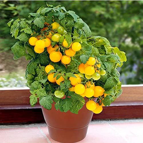 Suzec Garden Heavy Plastic Planter Pot/Gamla 6 inch Brown, Pack of 1, Small - Image 3