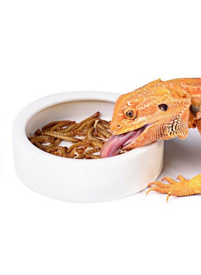 B&K Smooth Ceramic Anti-Escape Worm Dish for Reptile Lizard Feeding Food Water Bowl - pzsku/ZDF705943DAC7660997F6Z/45/_/1723117180/15c31bc1-c03f-4b4d-886b-3077c3f1e321