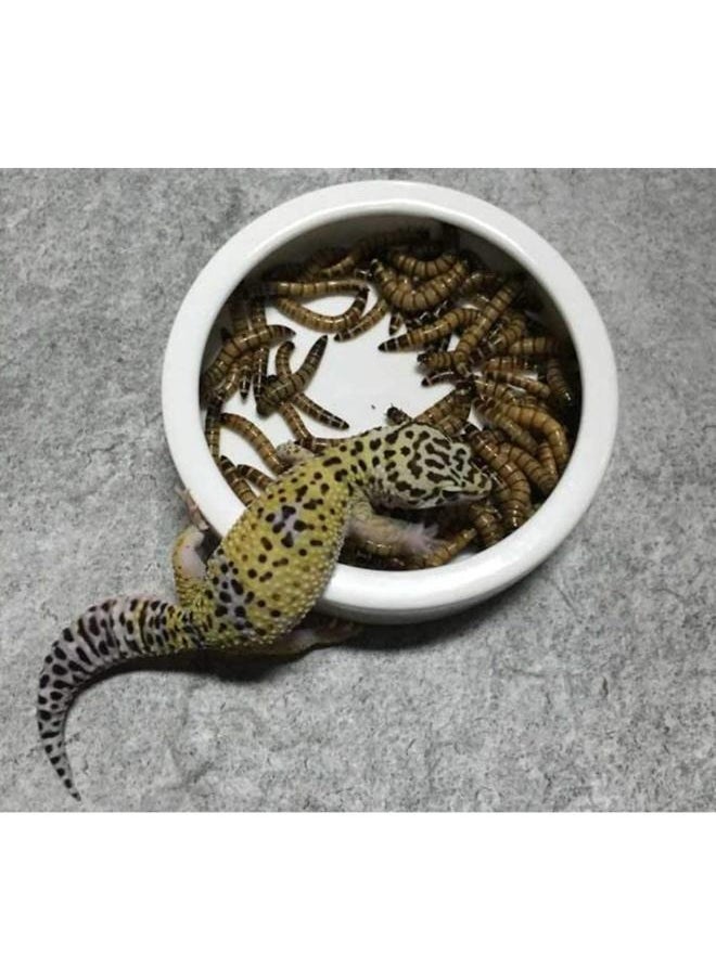 B&K Smooth Ceramic Anti-Escape Worm Dish for Reptile Lizard Feeding Food Water Bowl - pzsku/ZDF705943DAC7660997F6Z/45/_/1723117187/e4851402-99e2-485a-9a4e-cd9419902558