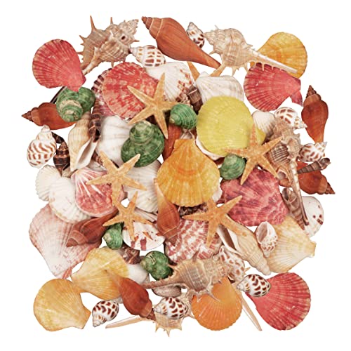 Seashells 13 Kinds of Shells 100 PCS Mixed Ocean Beach Colorful Seashells with Starfish Perfect for Home Decoration Art Craft Fish Tank and Vase Filler