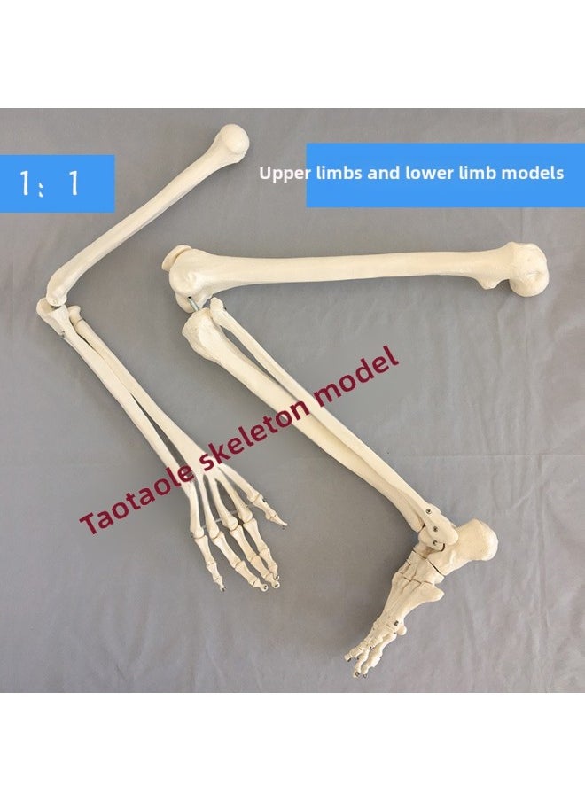Generic - Natural Large Upper Limb Bone Adult Arm Lower Limb Thigh Bone Foot Model Human Bone Finger Joint Orthopedics-Color:Nature Large Lower Left Limb Left Foot Model - Image 1