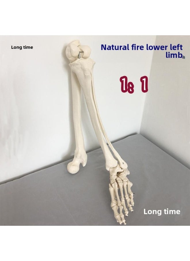 Generic - Natural Large Upper Limb Bone Adult Arm Lower Limb Thigh Bone Foot Model Human Bone Finger Joint Orthopedics-Color:Nature Large Lower Left Limb Left Foot Model - Image 1