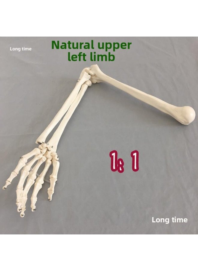 Generic - Natural Large Upper Limb Bone Adult Arm Lower Limb Thigh Bone Foot Model Human Bone Finger Joint Orthopedics-Color:Nature Large Lower Left Limb Left Foot Model - Image 1