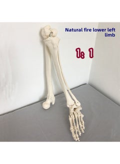 Natural Large Upper Limb Bone Adult Arm Lower Limb Thigh Bone Foot Model Human Bone Finger Joint Orthopedics-Color:Nature Large Lower Left Limb Left Foot Model