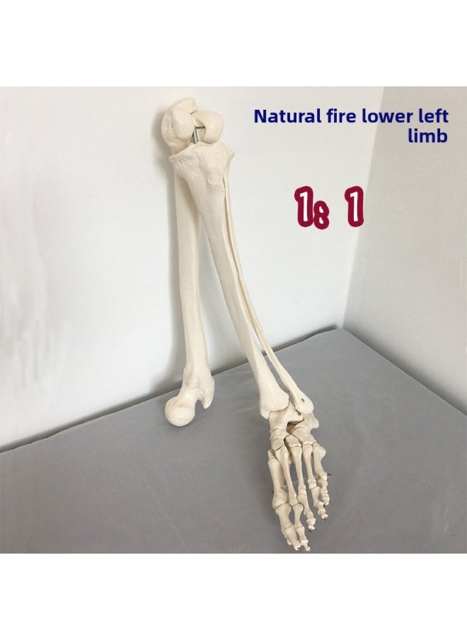 Generic - Natural Large Upper Limb Bone Adult Arm Lower Limb Thigh Bone Foot Model Human Bone Finger Joint Orthopedics-Color:Nature Large Lower Left Limb Left Foot Model - Image 1