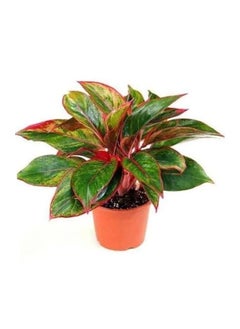 Aglaonema Red Siam 25-30 CM | Fresh Live Indoor Plant, Air-Purifying, Low-Maintenance, Perfect for Home and Office Decor - pzsku/ZDF86149C8FE7B31C4F06Z/45/_/1669459589/6b02a110-77a5-4689-8a58-51b2f9bdc37a