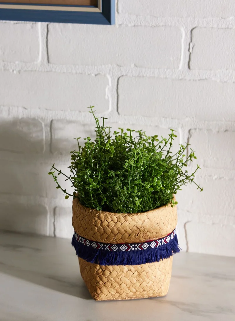 AURORA POT