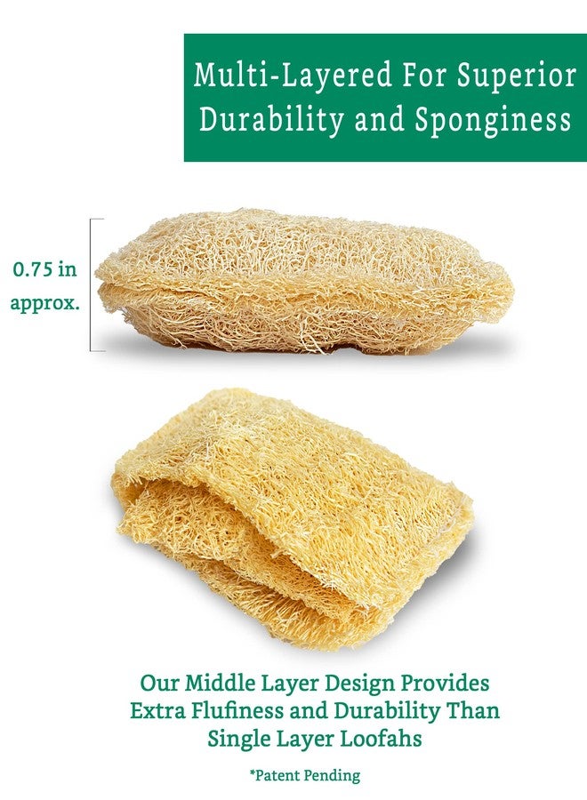 LooLife Natural Loofah Kitchen Sponge (3 Pack) - Natural Sponges for Dishes - Eco Friendly and Compostable Sponges - Plant Based Kitchen Dish Biodegradable Sponge - Image 3