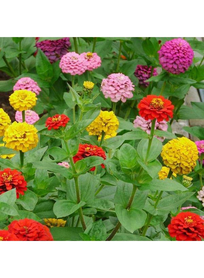 Zinnia Tall Mixed Color Desi Flower Seeds