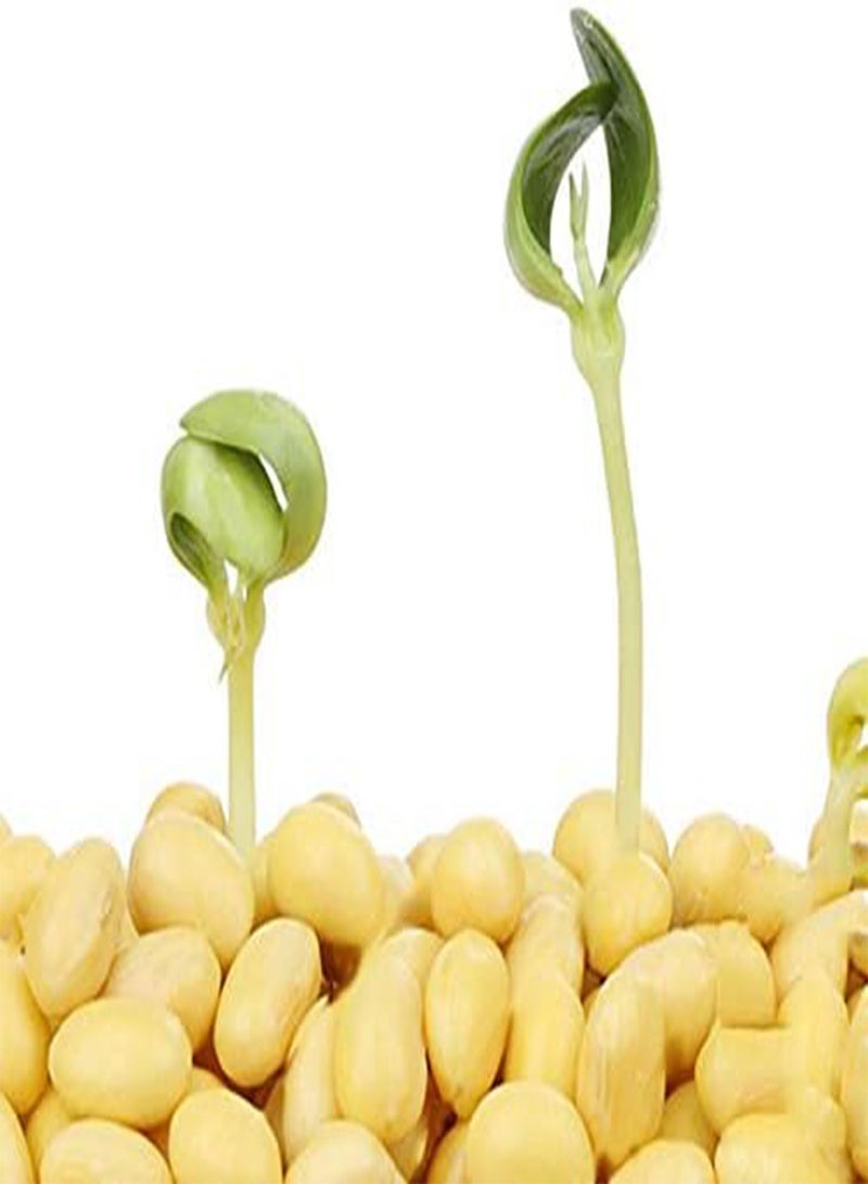 GGOOT 20pcs/Bag Soy Bean Seeds Green Vegetable Seeds Soy Bean Edamame Seeds Soybean Bonsai Plants Edamame Bonsais Soybean Seeds - Image 5