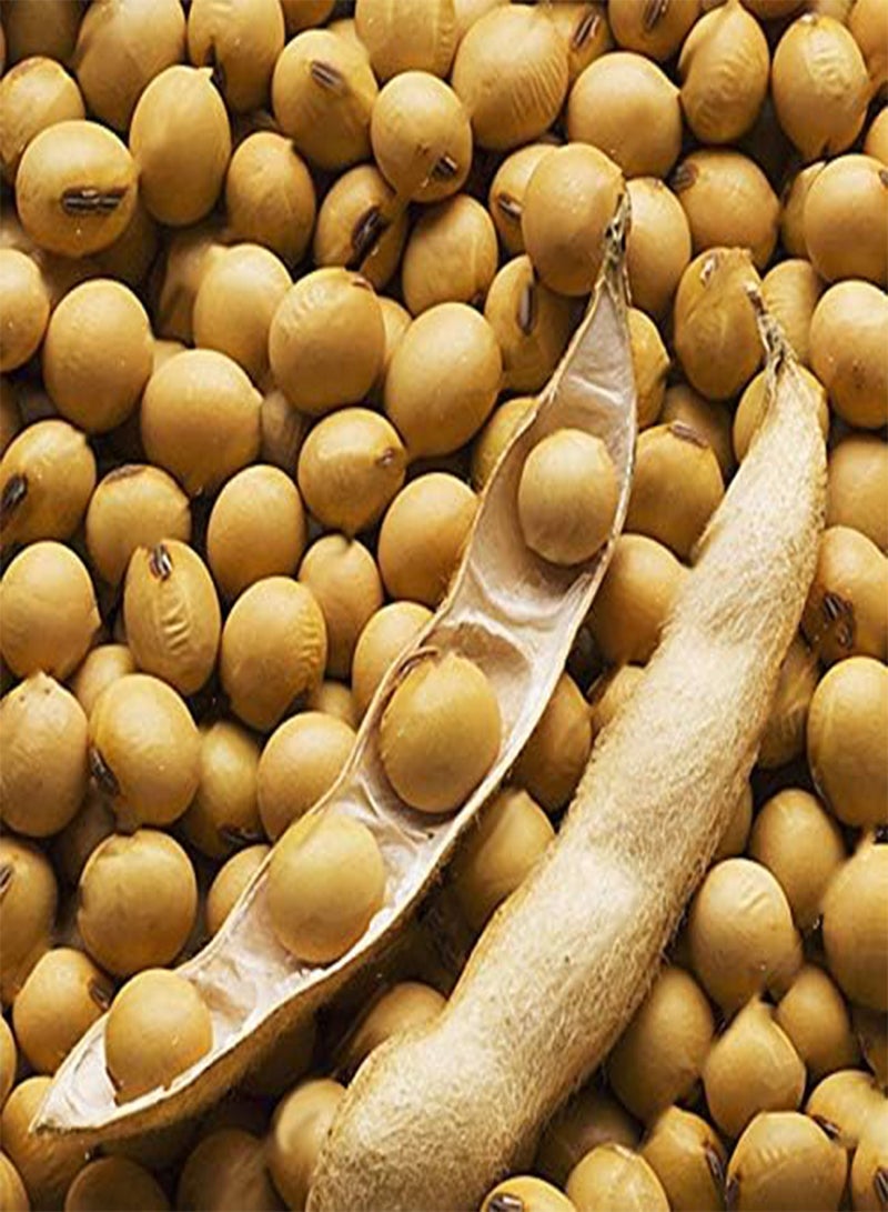 GGOOT 20pcs/Bag Soy Bean Seeds Green Vegetable Seeds Soy Bean Edamame Seeds Soybean Bonsai Plants Edamame Bonsais Soybean Seeds - Image 4