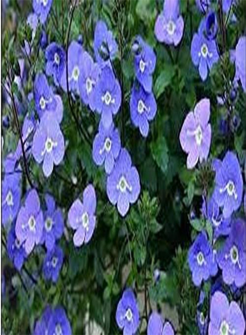 GGOOT 25pcs Creeping Speedwell Ground Cover Flower Seeds (Veronica Repens) - Image 1