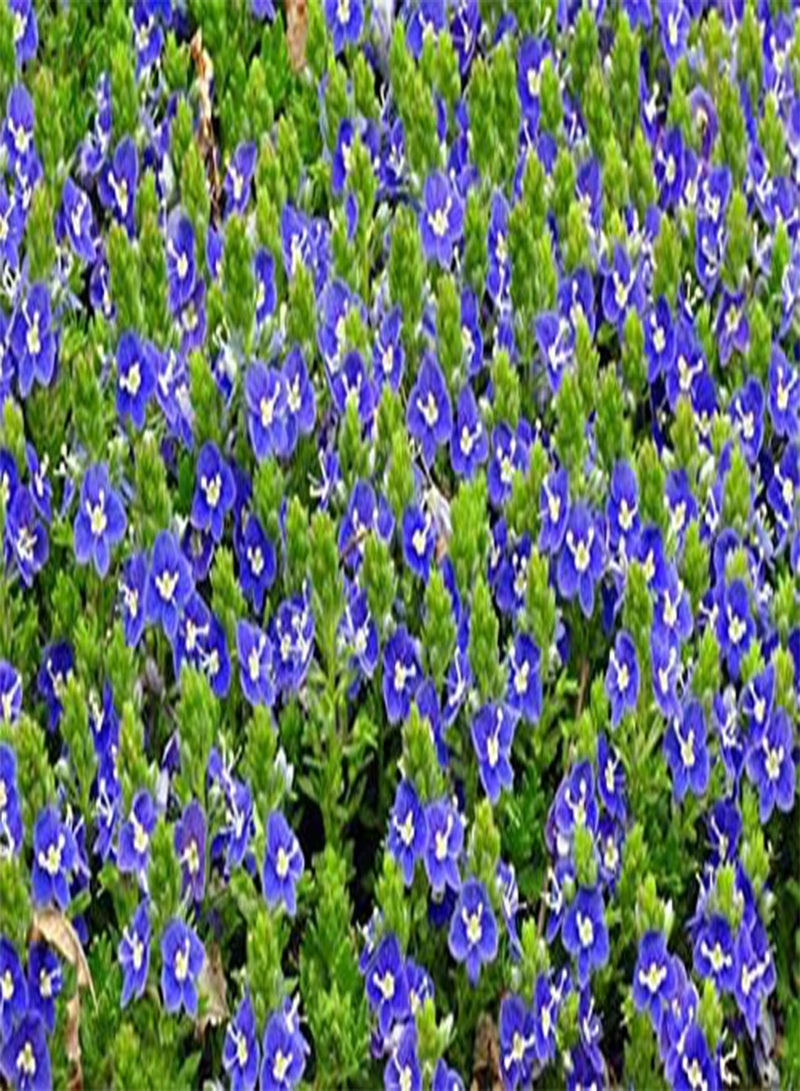 GGOOT 25pcs Creeping Speedwell Ground Cover Flower Seeds (Veronica Repens) - Image 2