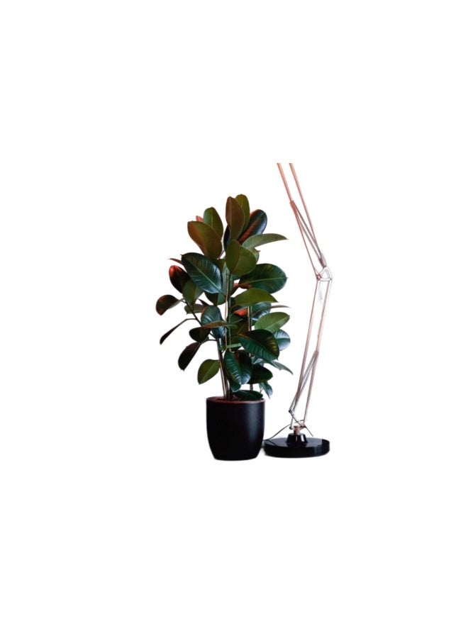 Trandy Flowers RABBAR PLANT 