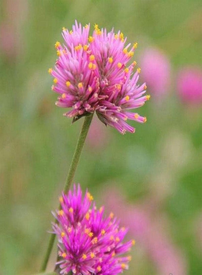 GGOOT 200pcs Red Clover Seeds Easy to Plant Outdoor Edge Flower Varieties Beautiful Trifolium Pratense Light Up Your Home Garden - Image 2